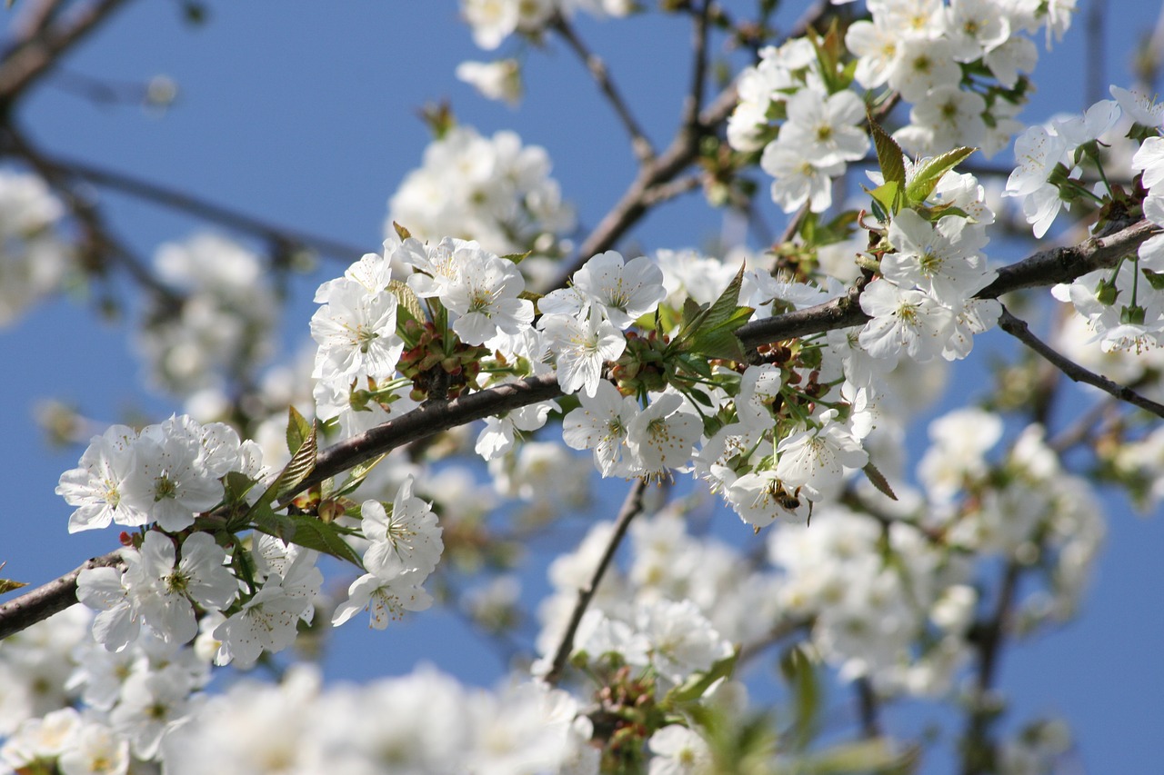 cherry  blooming  flowers free photo