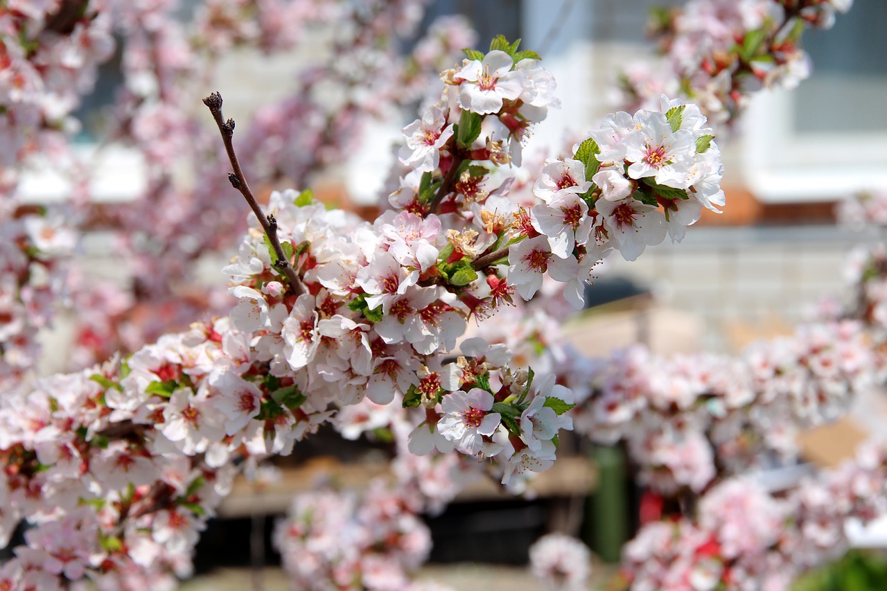 cherry  bloom  cherry blossoms free photo