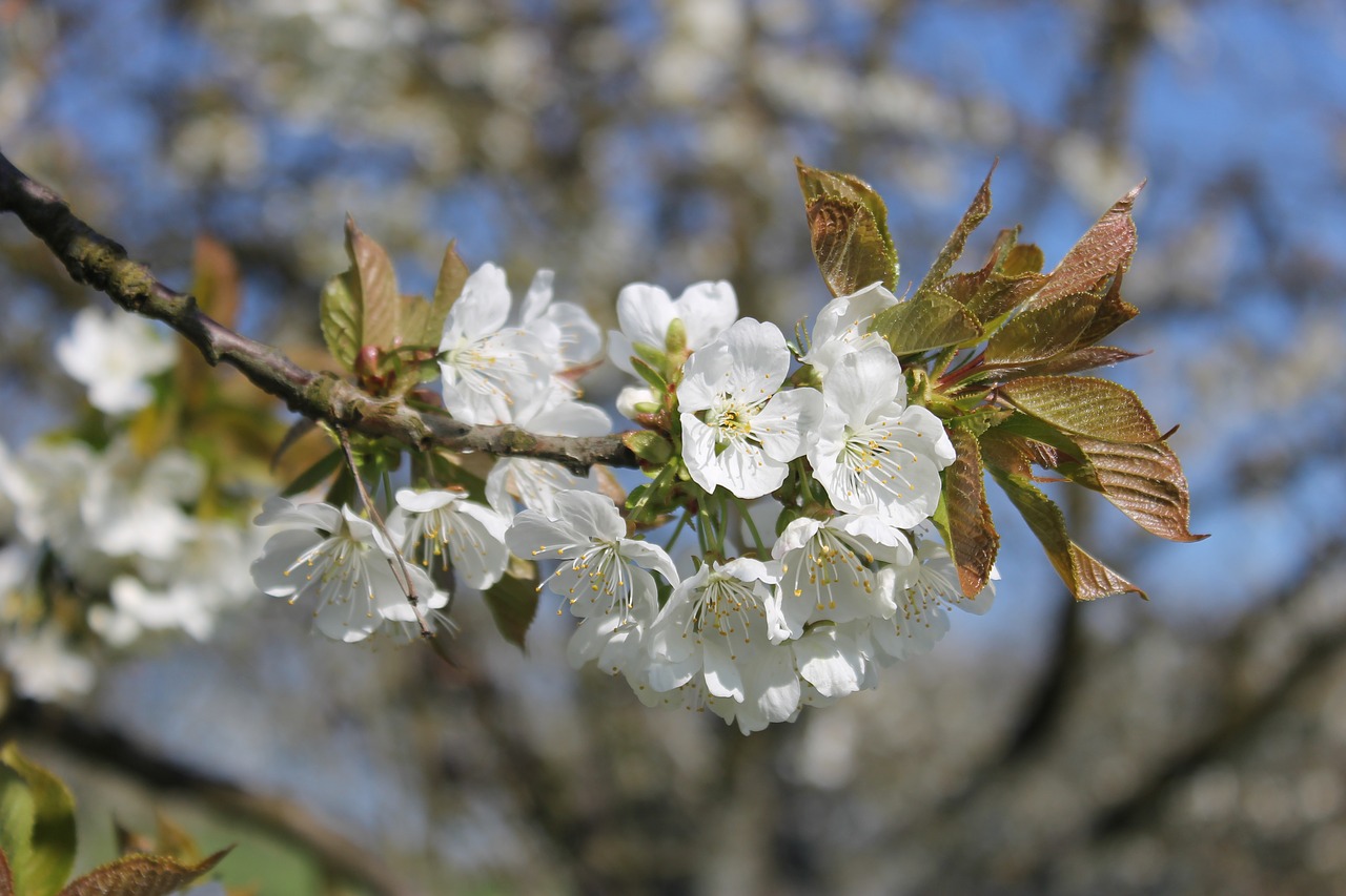 cherry  branch  cherry blossom free photo