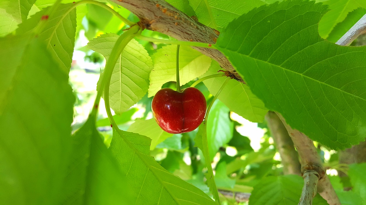 cherry  sweet cherry  stone fruit free photo