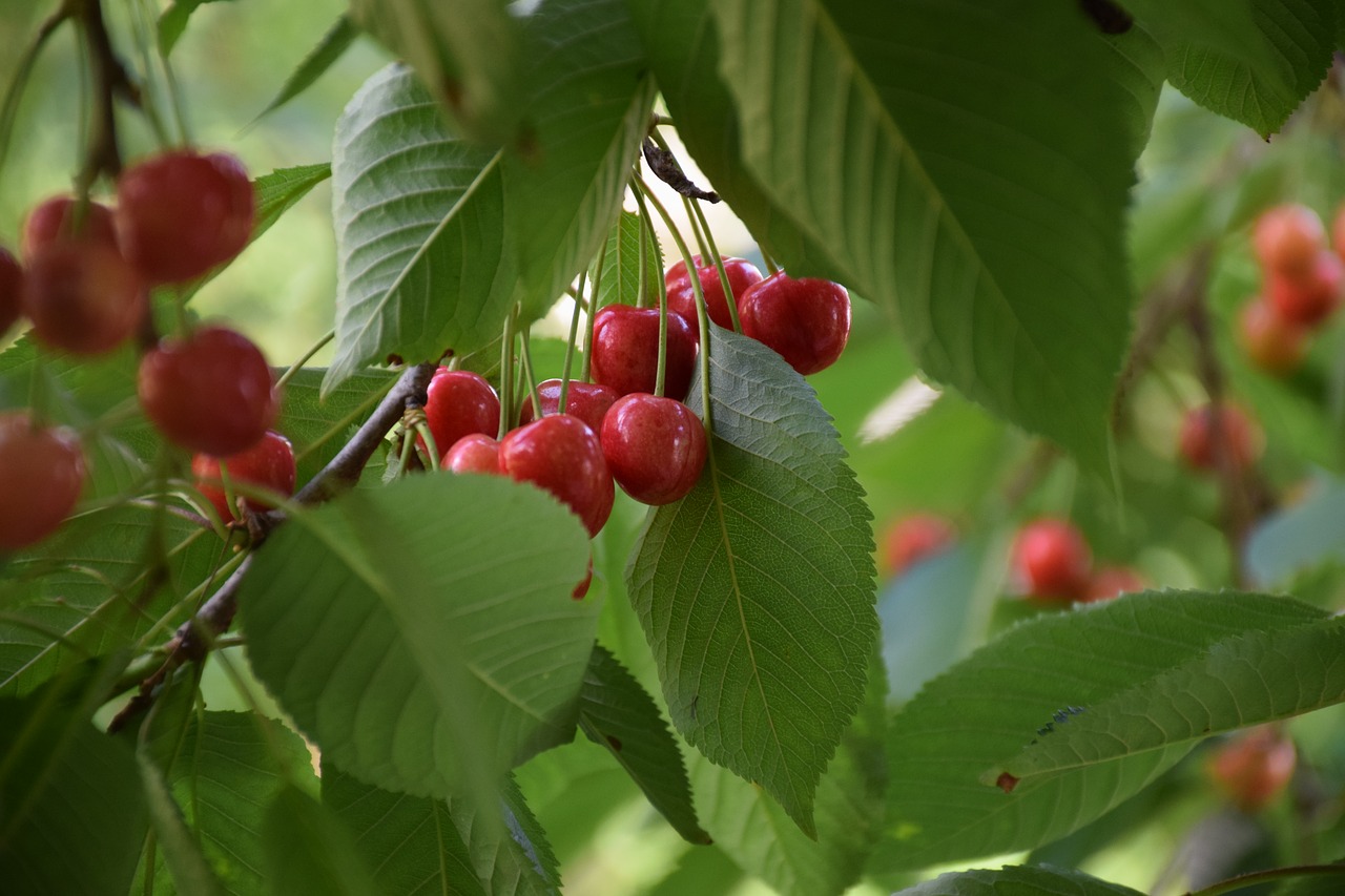 cherry  fruit  f free photo