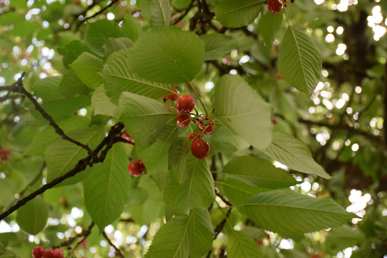 Листья деревьев с ягодами