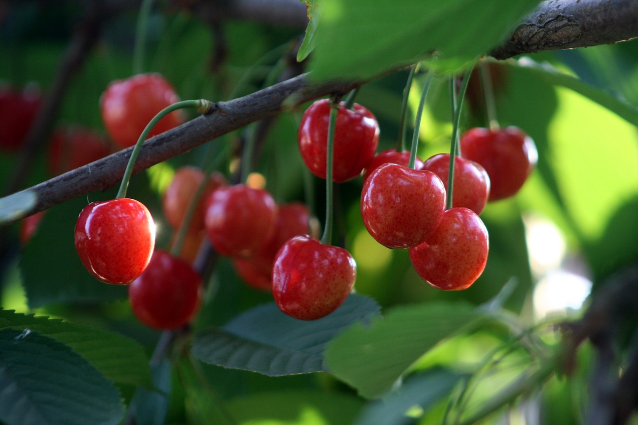 cherry  fruit  red free photo