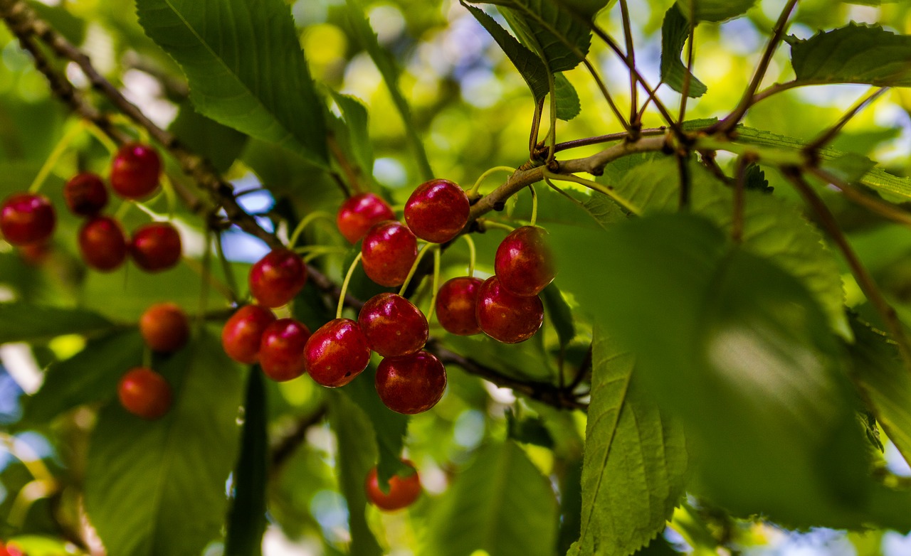 cherry  tree  spring free photo