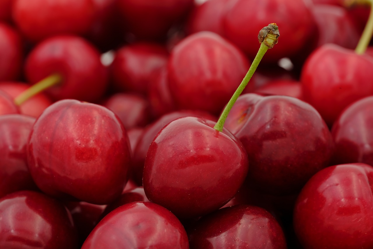 cherry  sweet cherry  bird cherry free photo