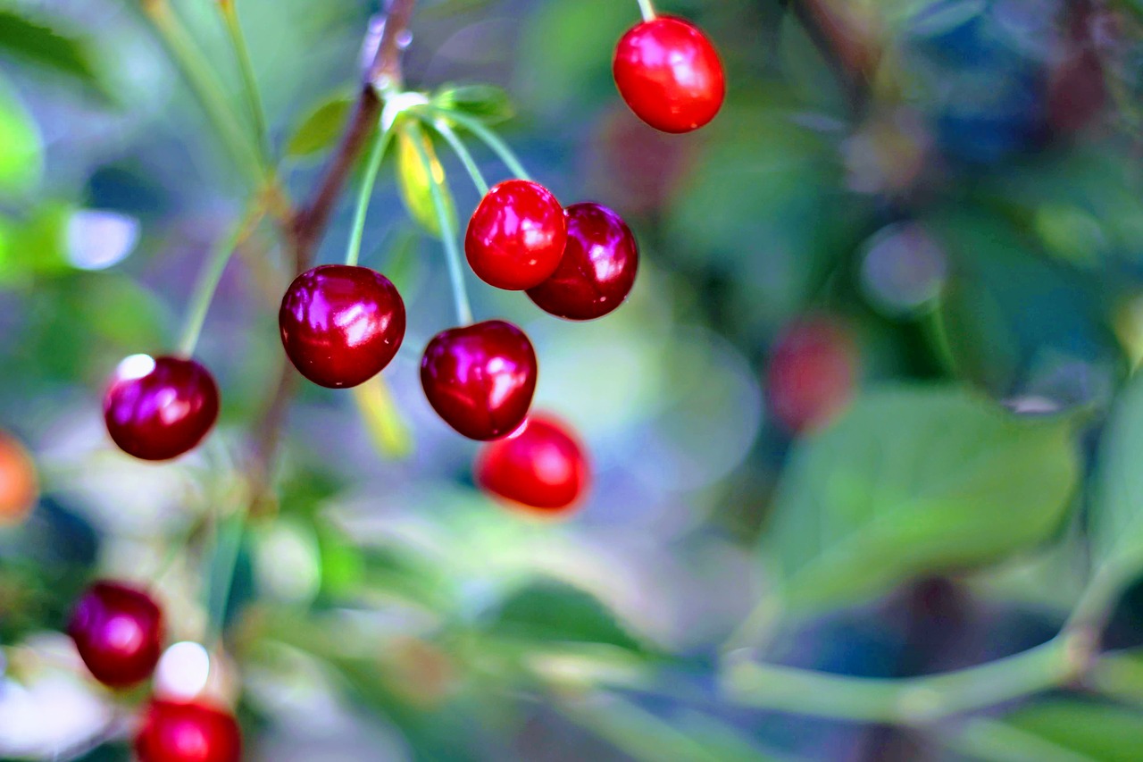 cherry  cherries  closeup free photo