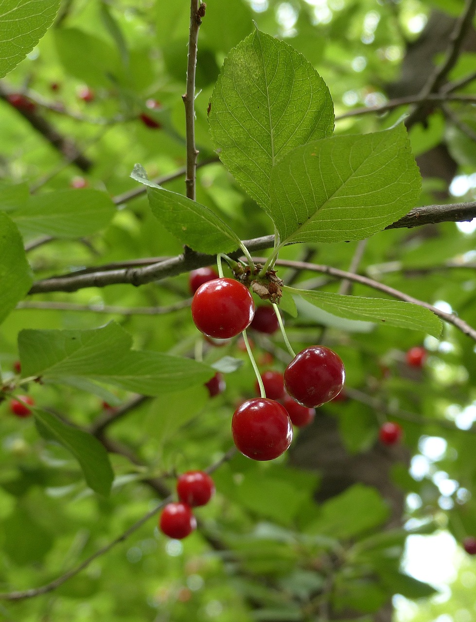 cherry  berry  summer free photo