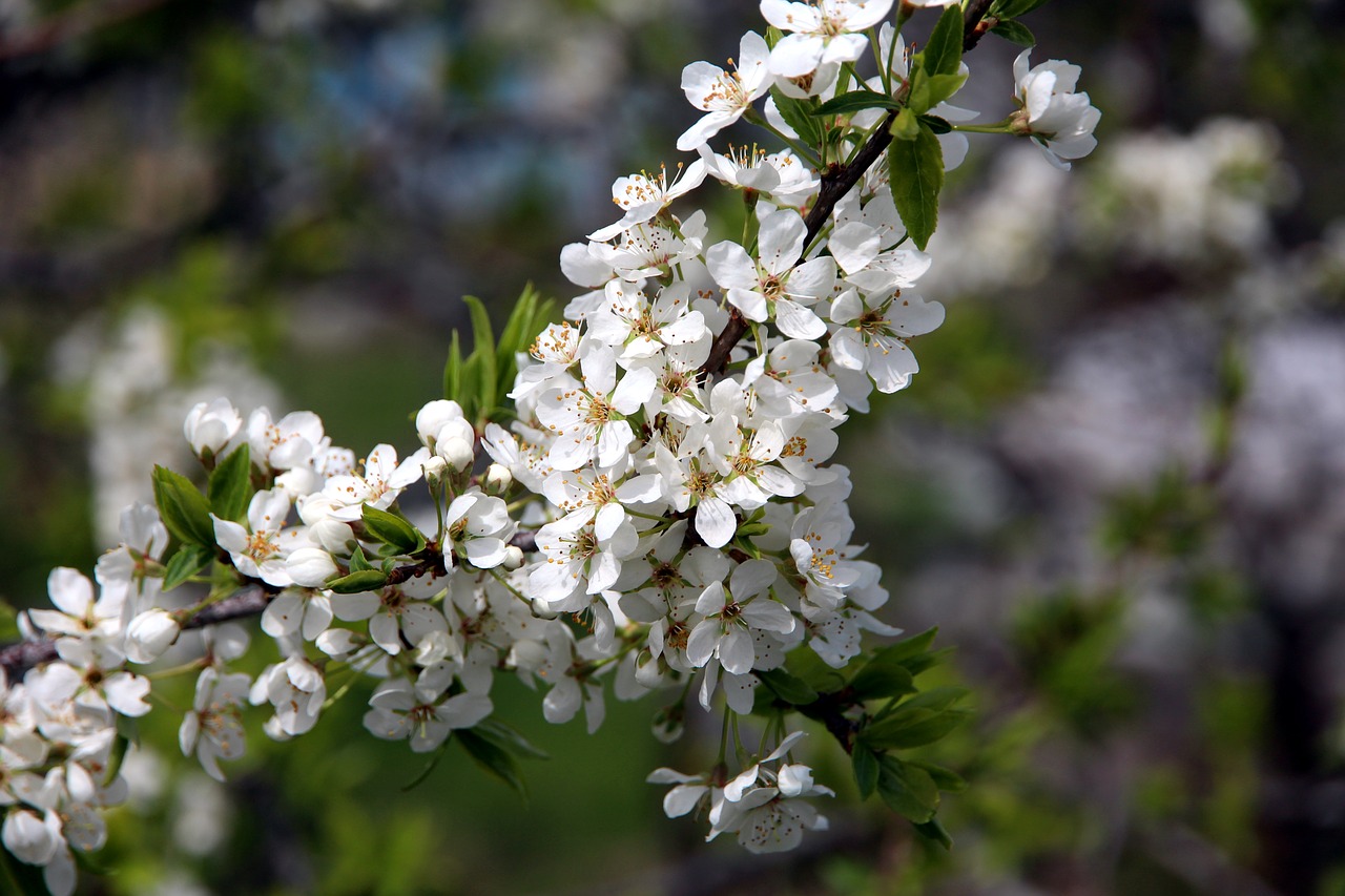 cherry  cherry blossoms  spring free photo