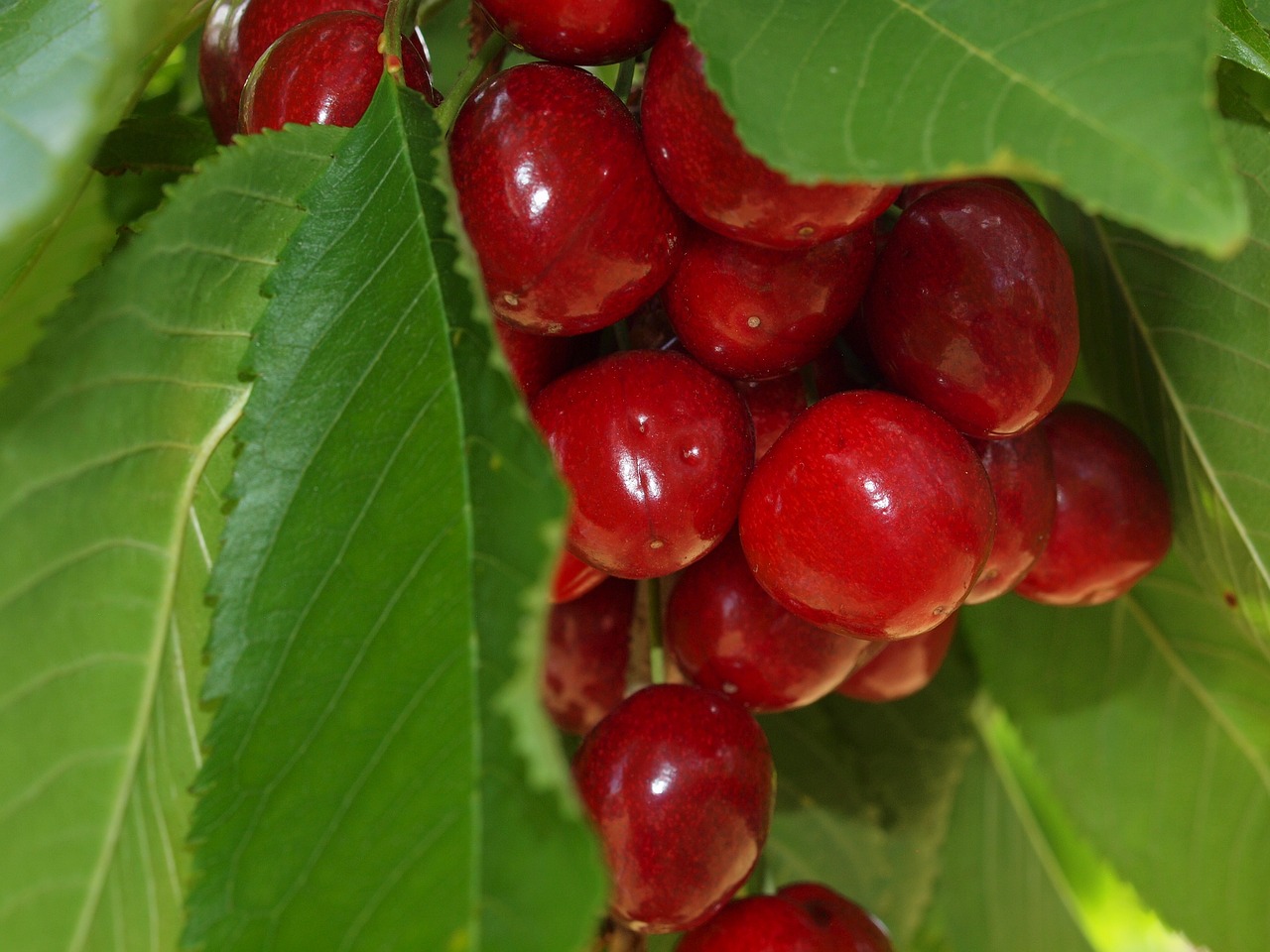 cherry  fruit  summer free photo