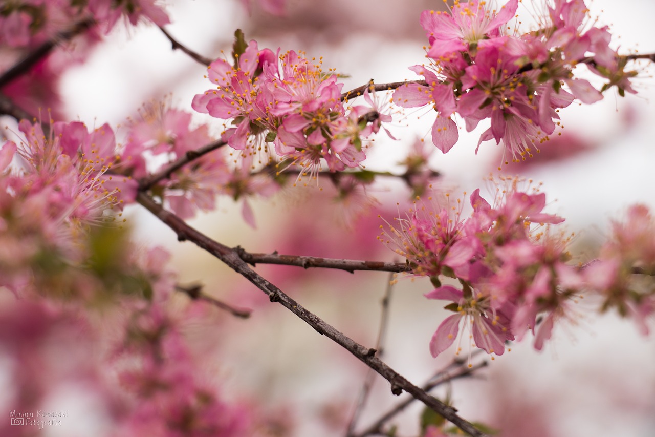 cherry  japan  natural free photo