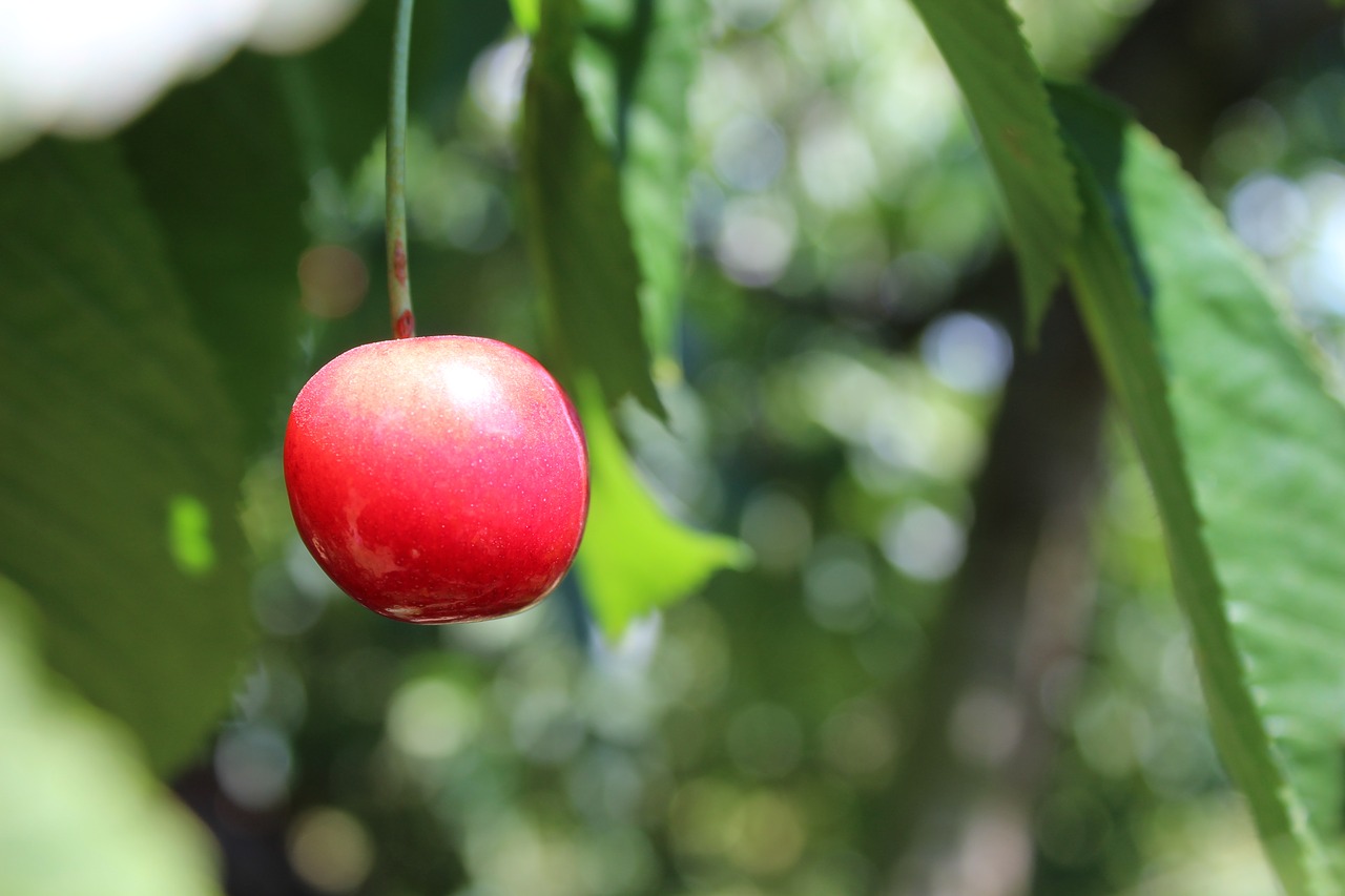 cherry  fruit  sweet free photo