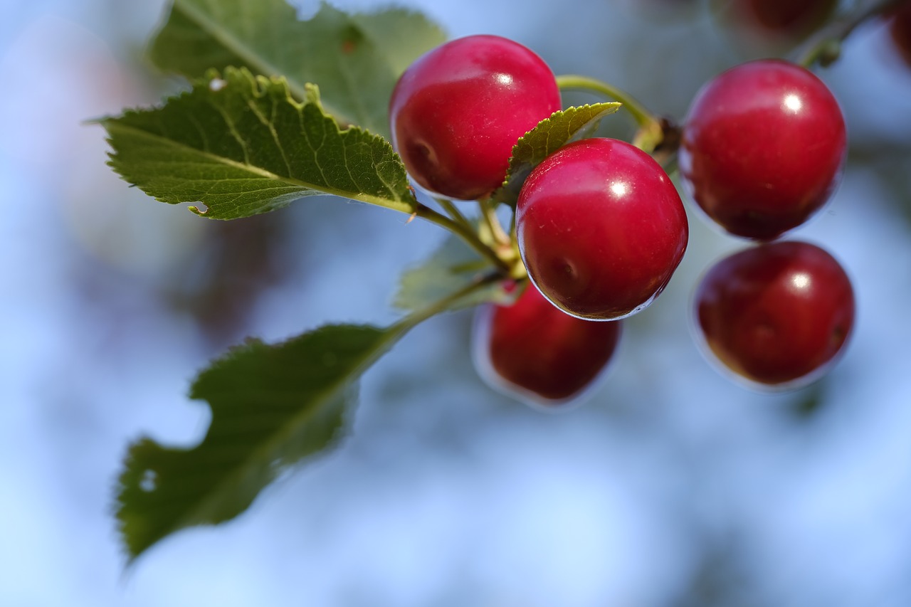 cherry  bird cherry  sweet cherry free photo