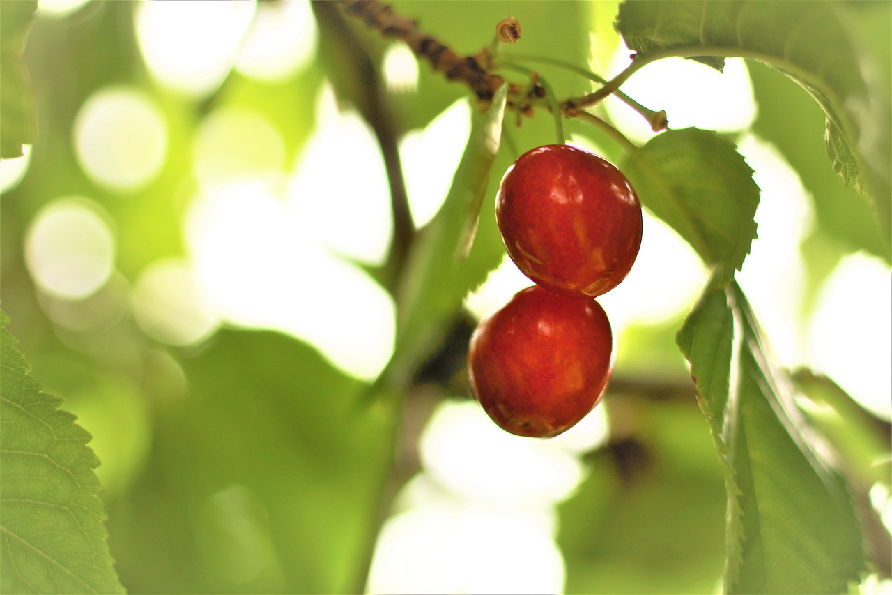 cherry  fruit  red free photo