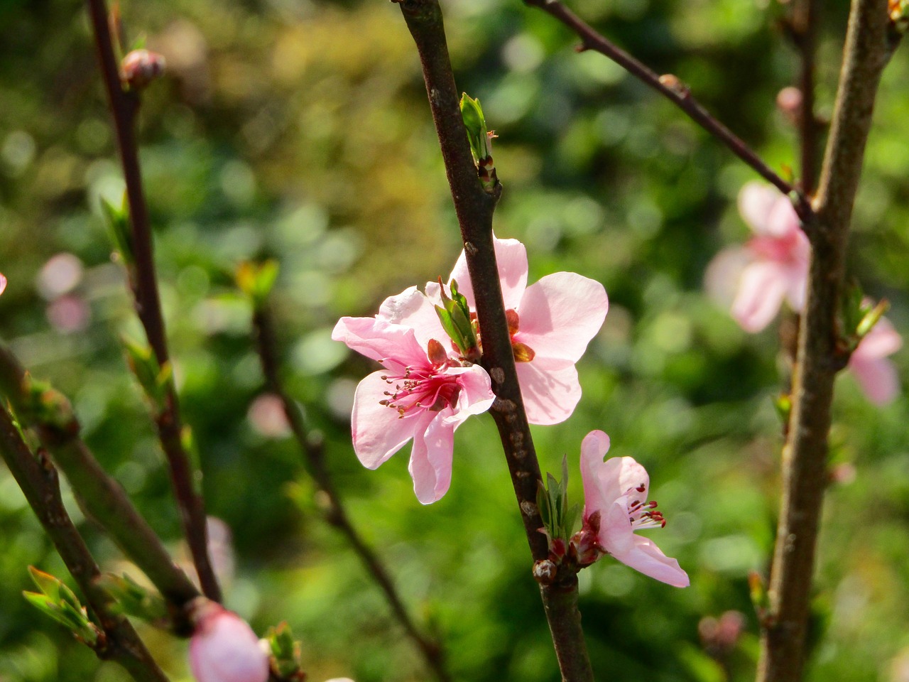 cherry  flower  spring free photo