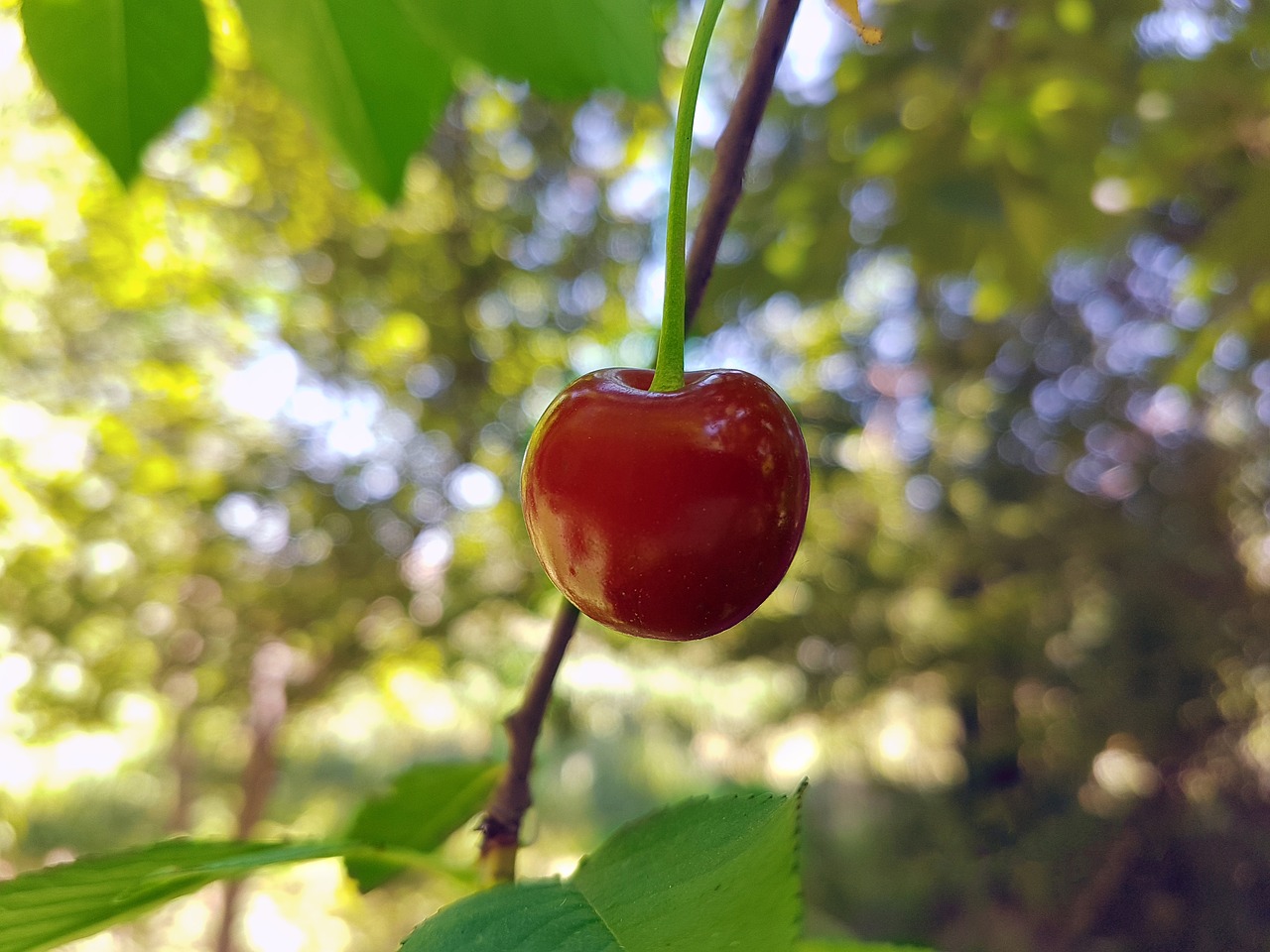 cherry  sour cherry  fruit free photo