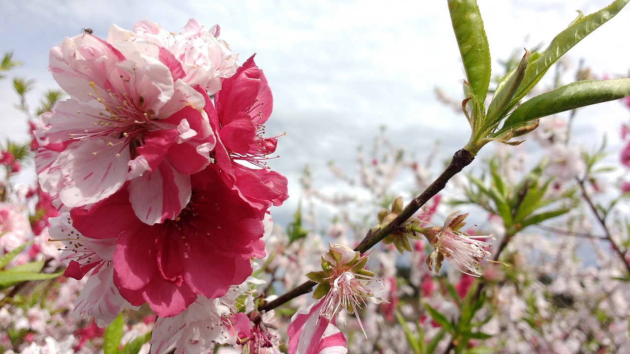 cherry  blossoms  japan free photo