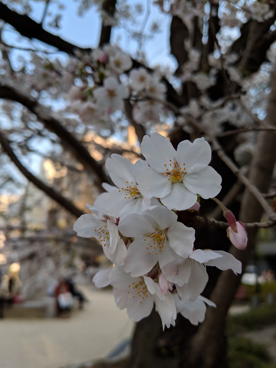 cherry  blossom  spring free photo