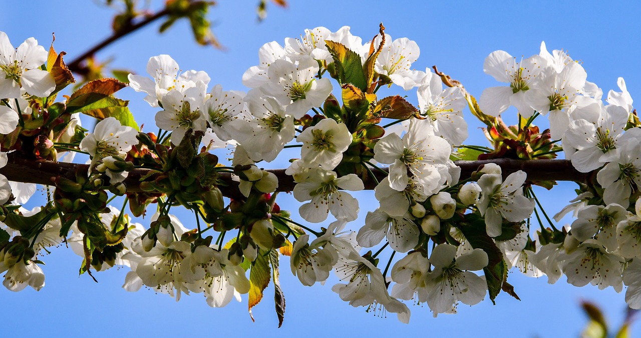 cherry  flower  tree free photo