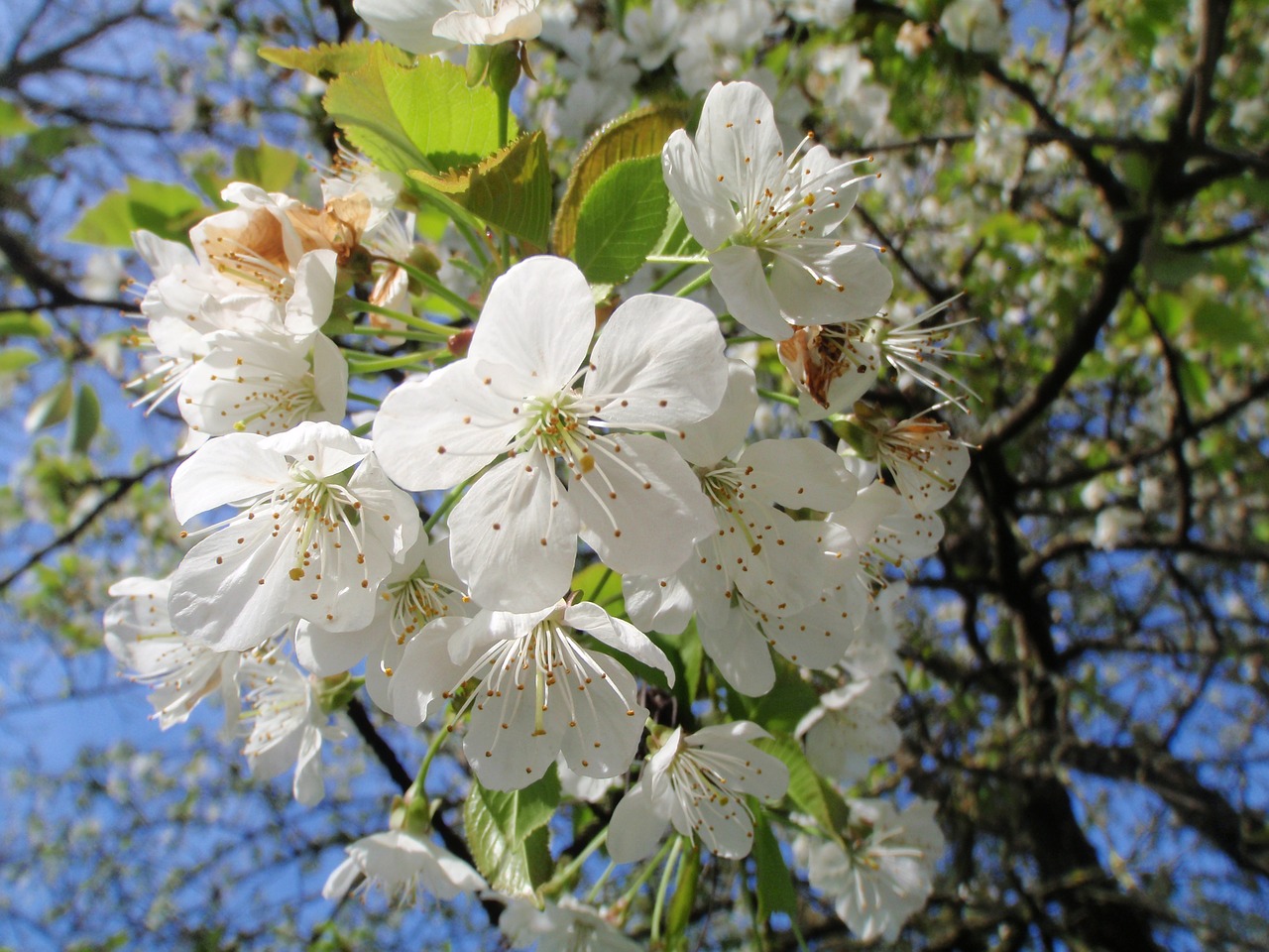 cherry  blossom  bloom free photo