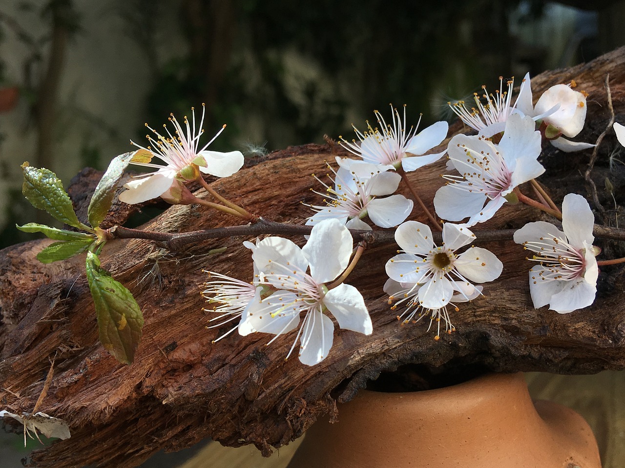 cherry  white flowers  flower free photo