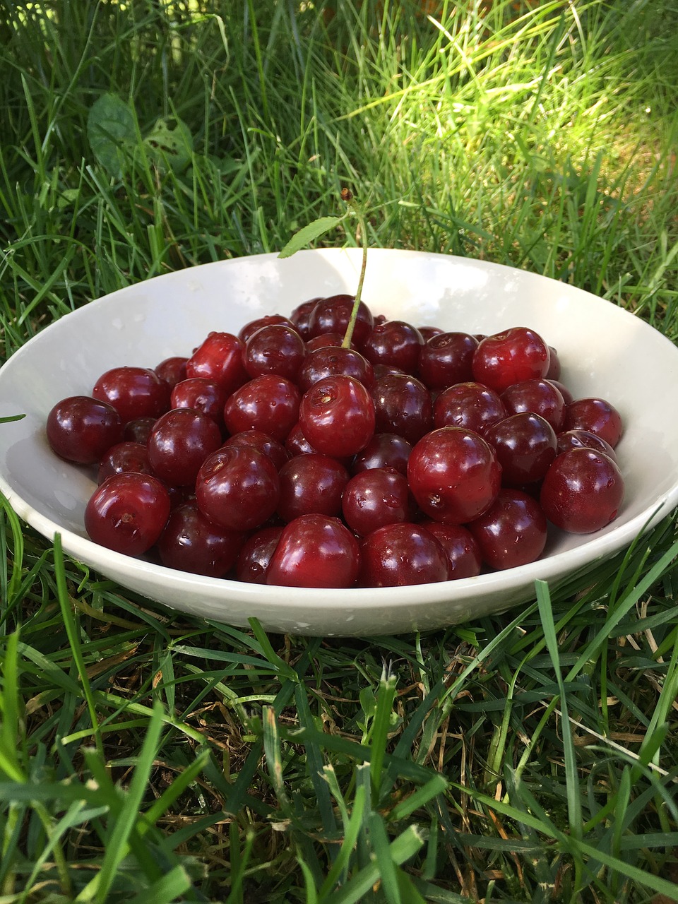 cherry  berry  red free photo