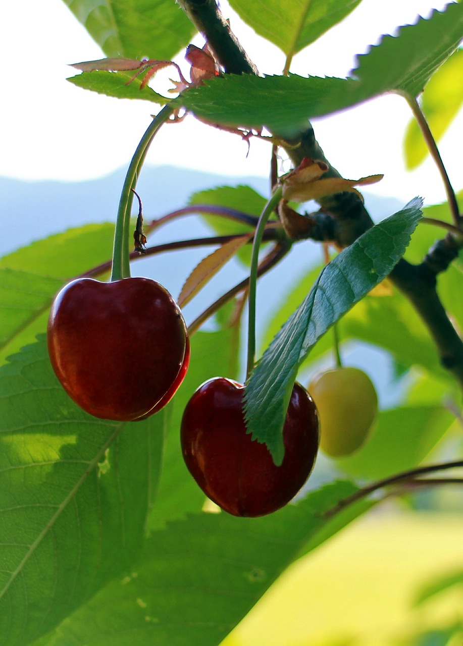 cherry cherries sweet cherries free photo