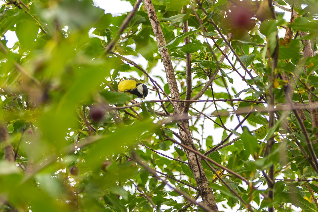 cherry  bush  garden free photo