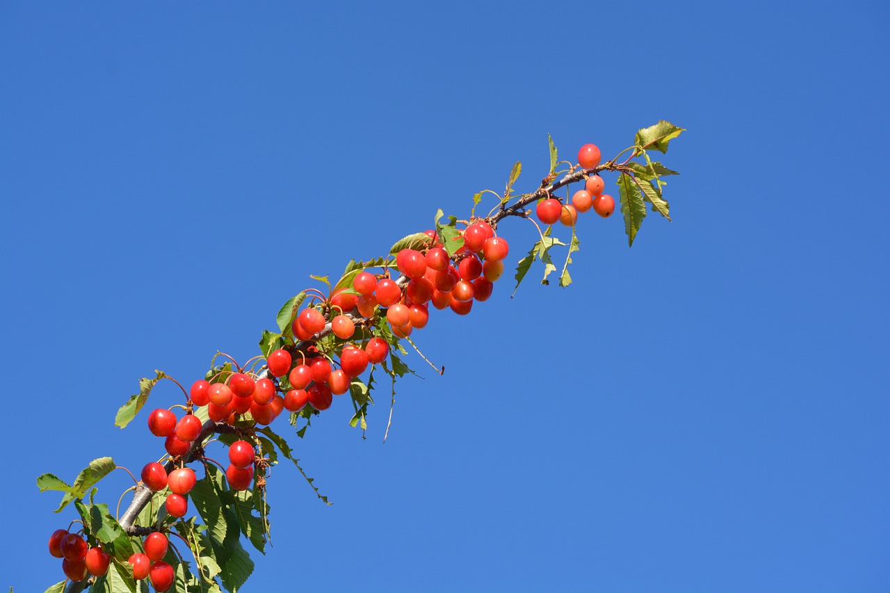 cherry air fruit free photo