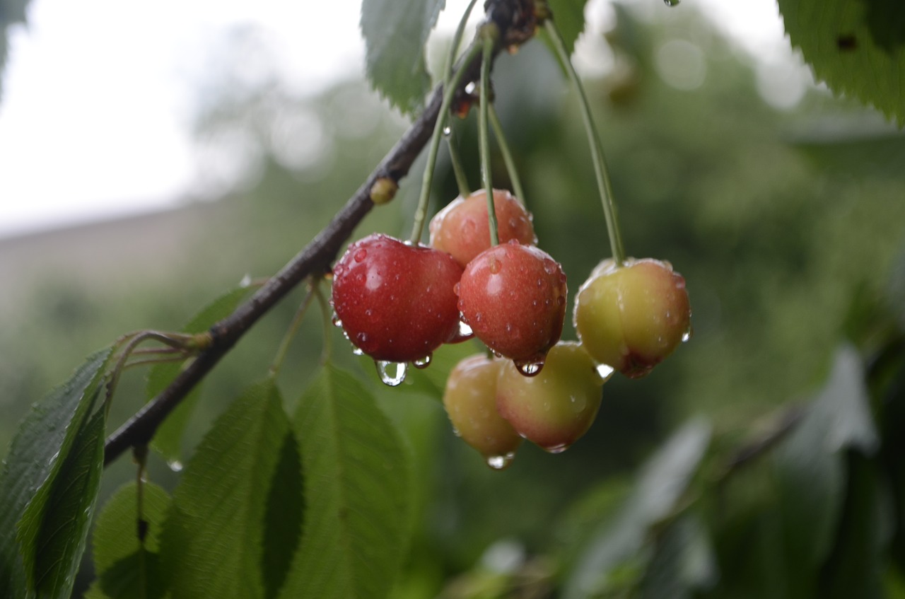 cherry  foliage  drops free photo