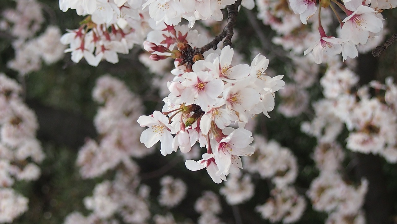 cherry yoshino cherry tree spring in japan free photo