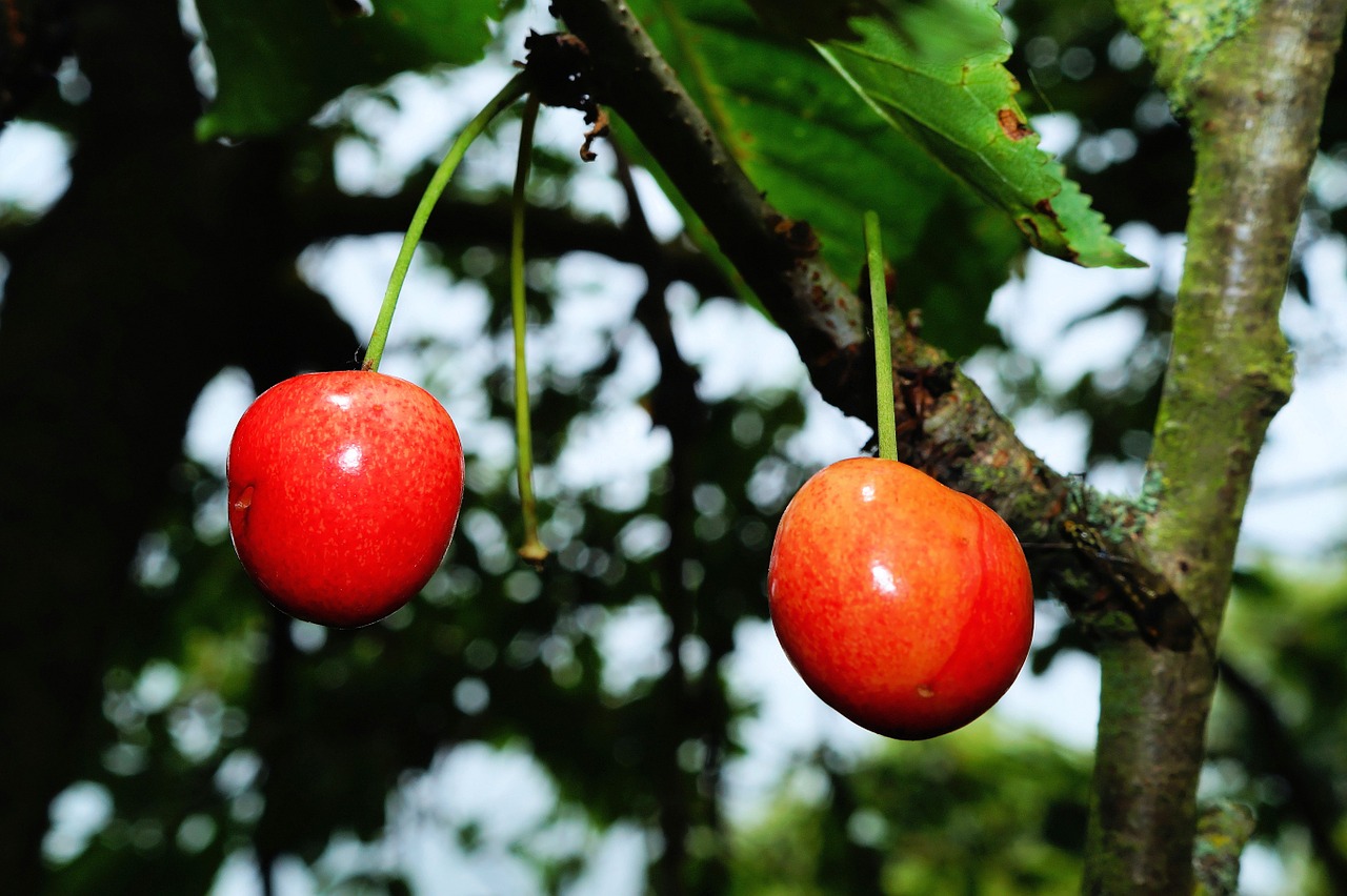 cherry cherries summer free photo