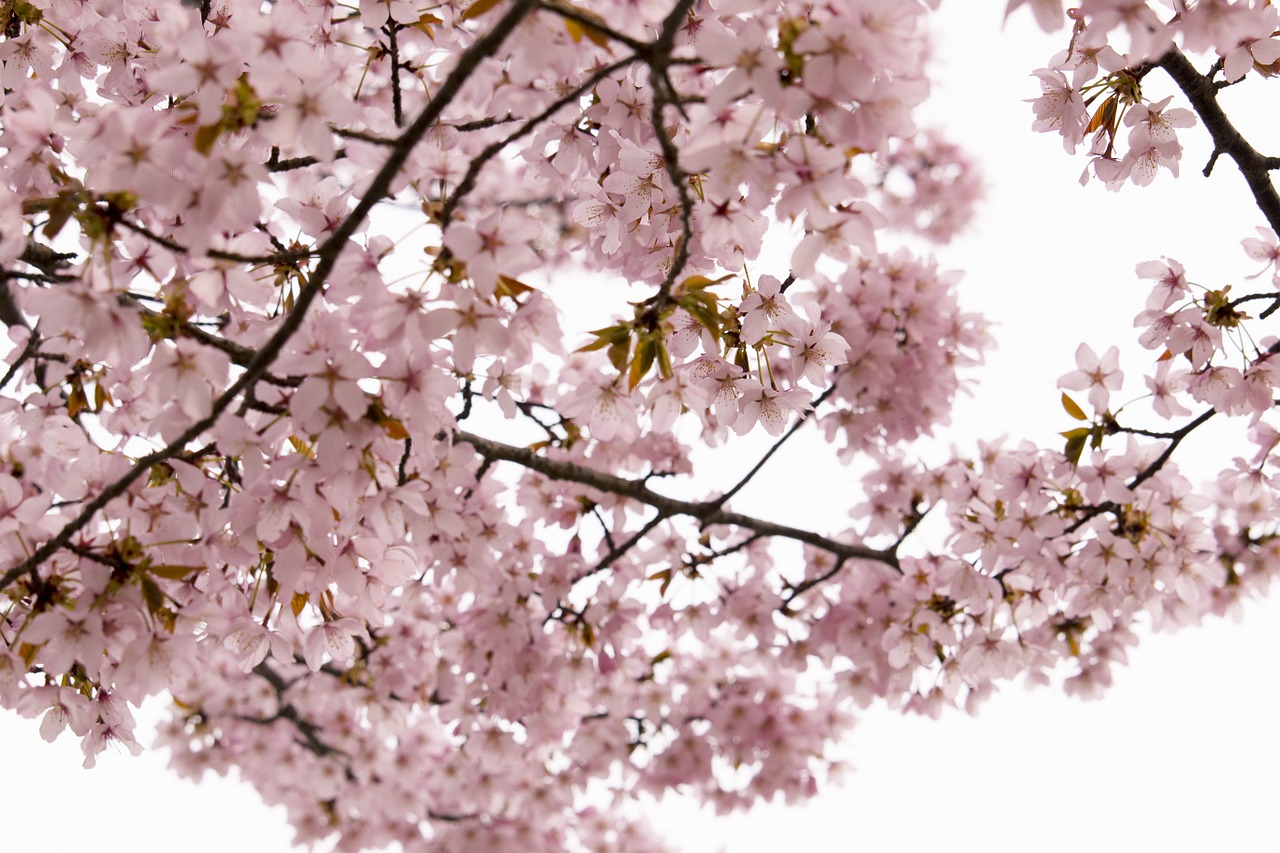 cherry wild cherry flowers free photo