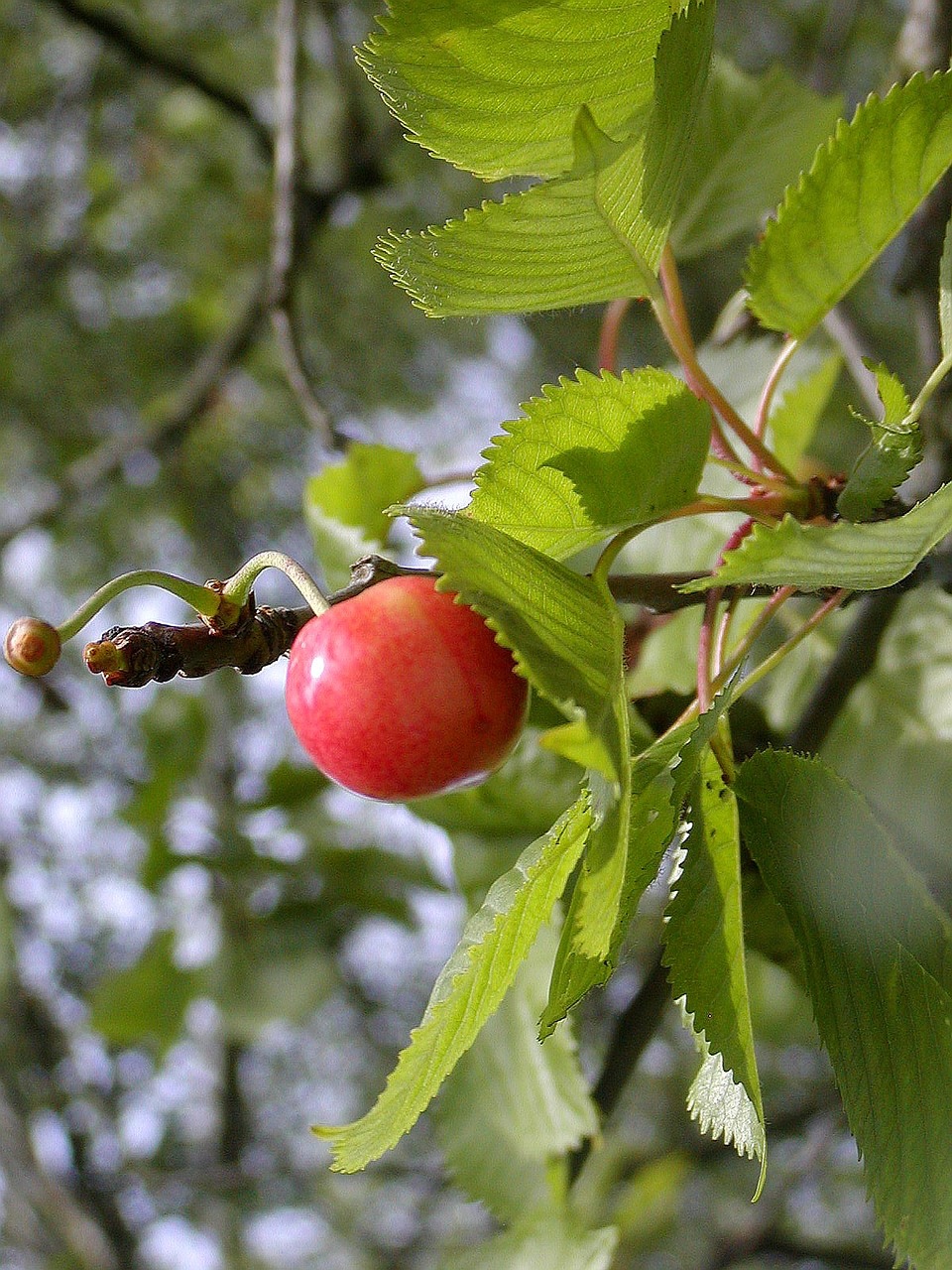 cherry fruit maturation free photo