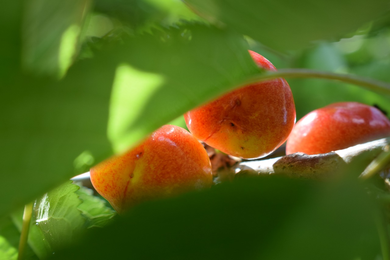 cherry  red  fruit free photo