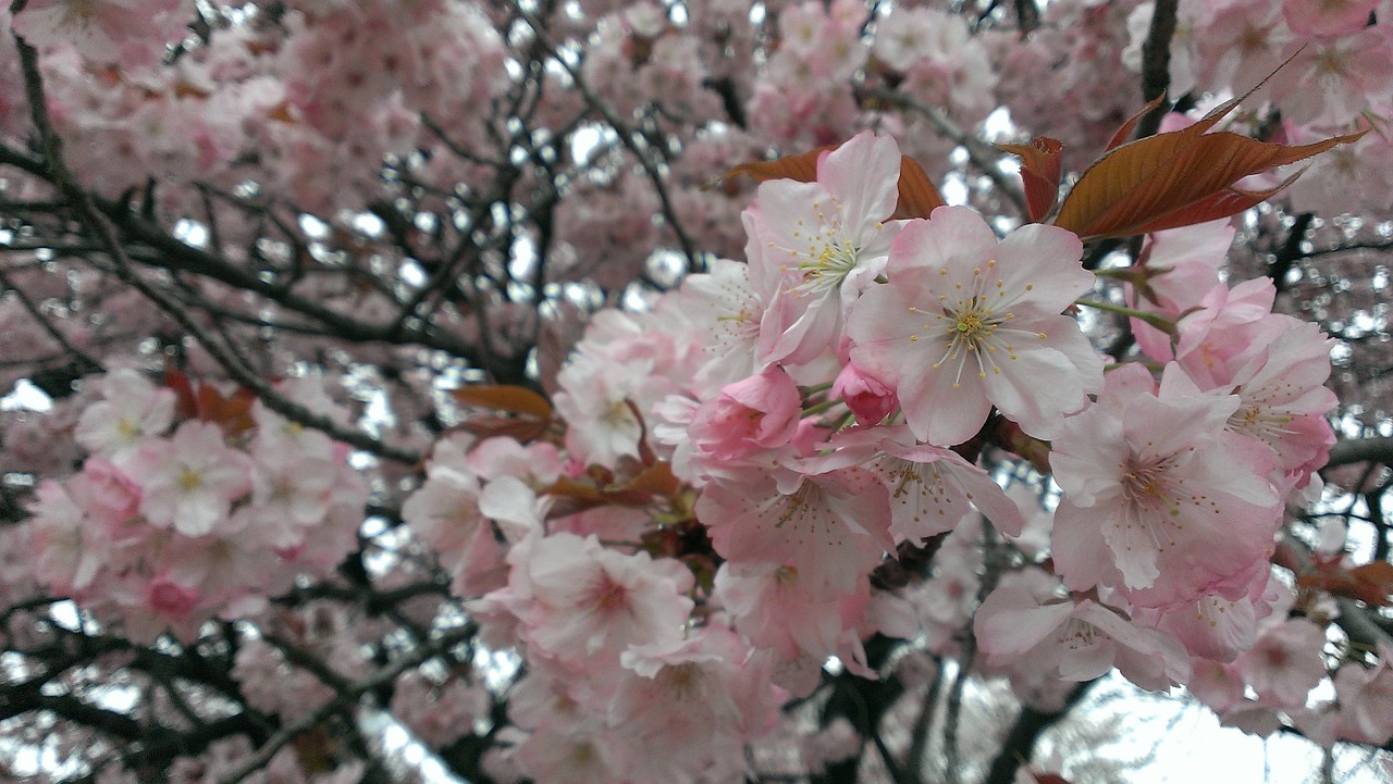 cherry spring wild cherry free photo