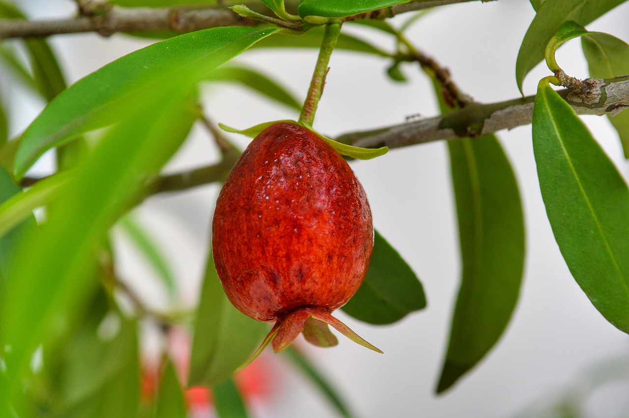 cherry  fruit  mature free photo