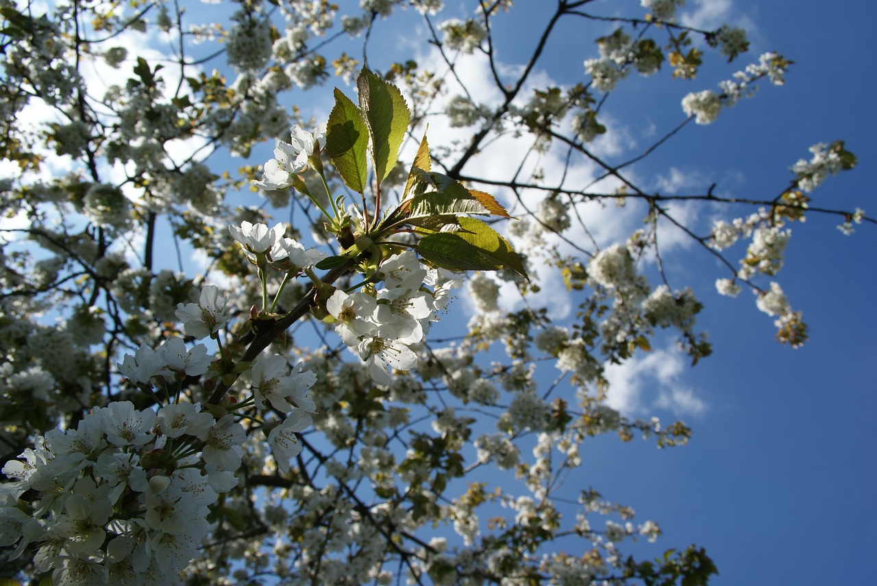 cherry flowers tree free photo