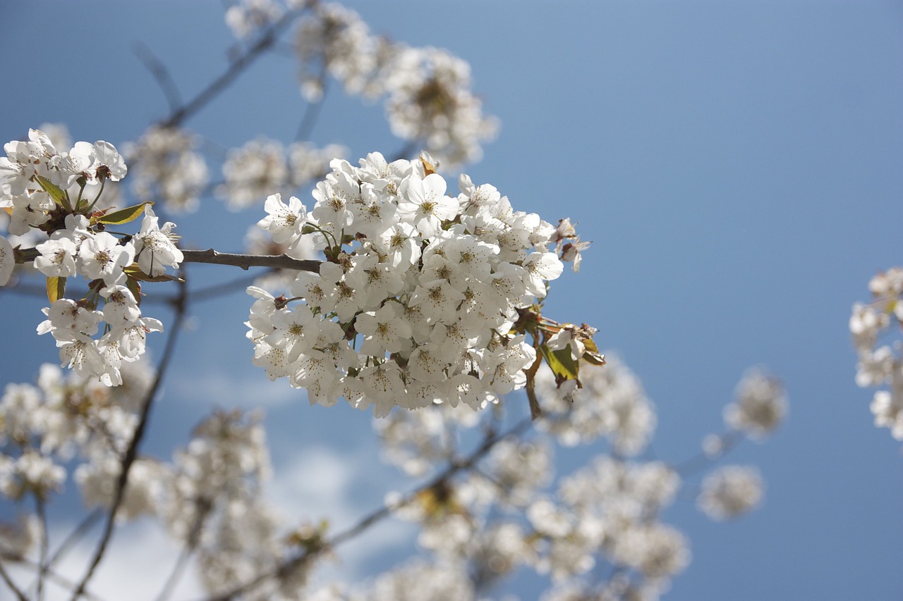 cherry bloom blossom free photo