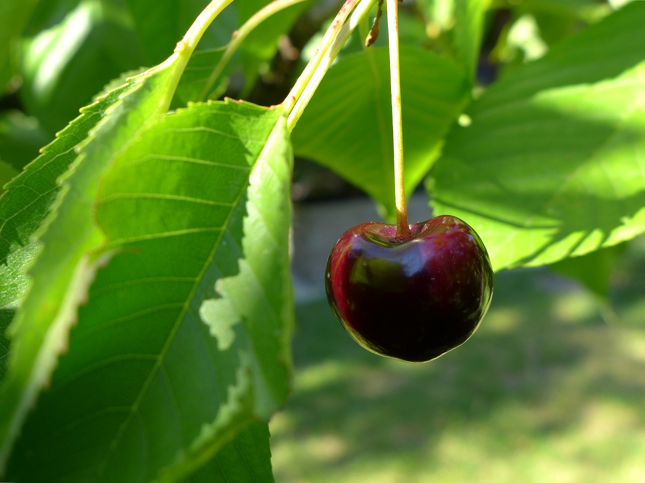 cherry pome fruit fruit free photo