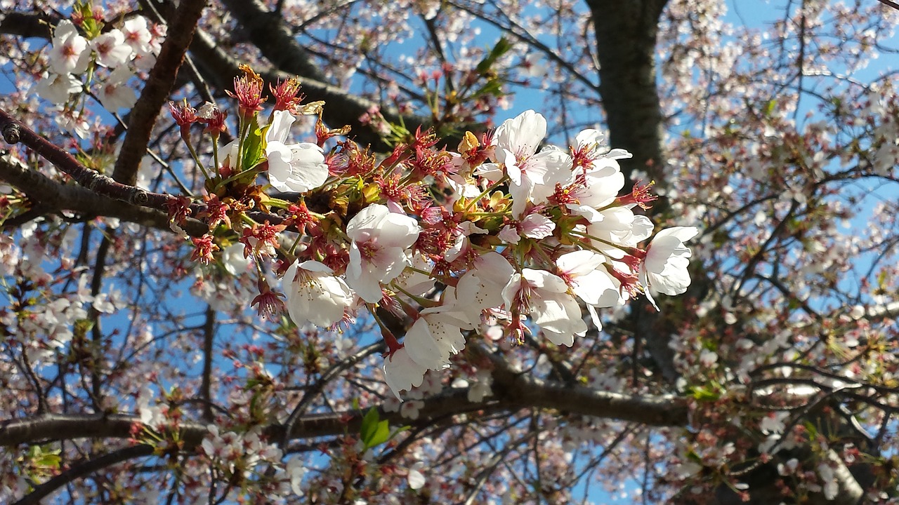 cherry  flower  japan free photo