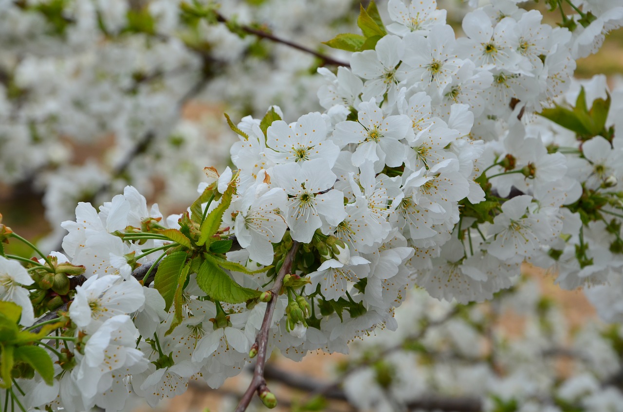 cherry  flower  branch free photo