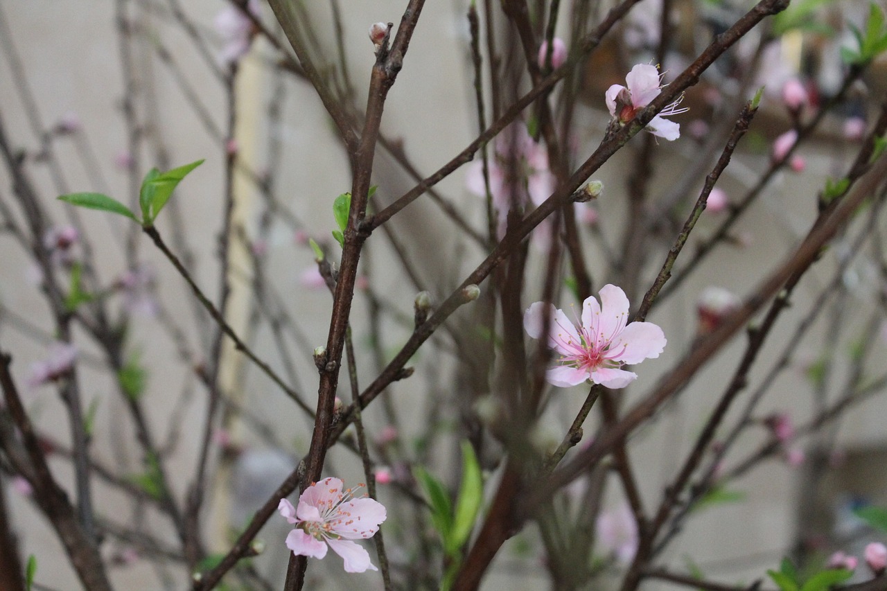 cherry  spring  pink free photo