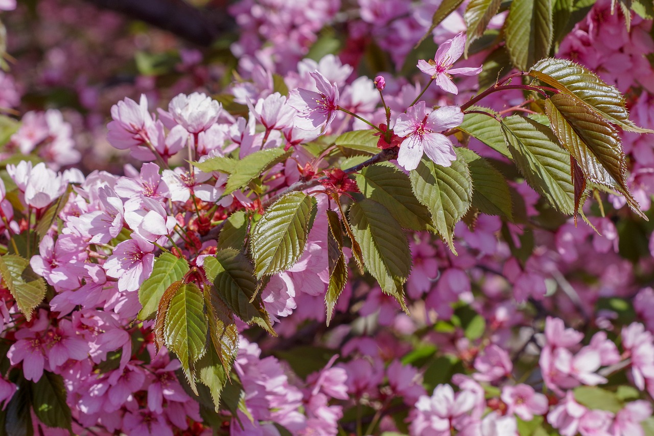 cherry  tree  plant free photo