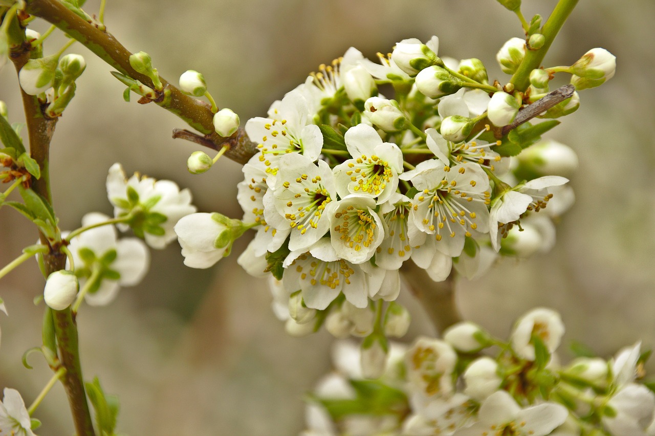 cherry  spring  flowers free photo