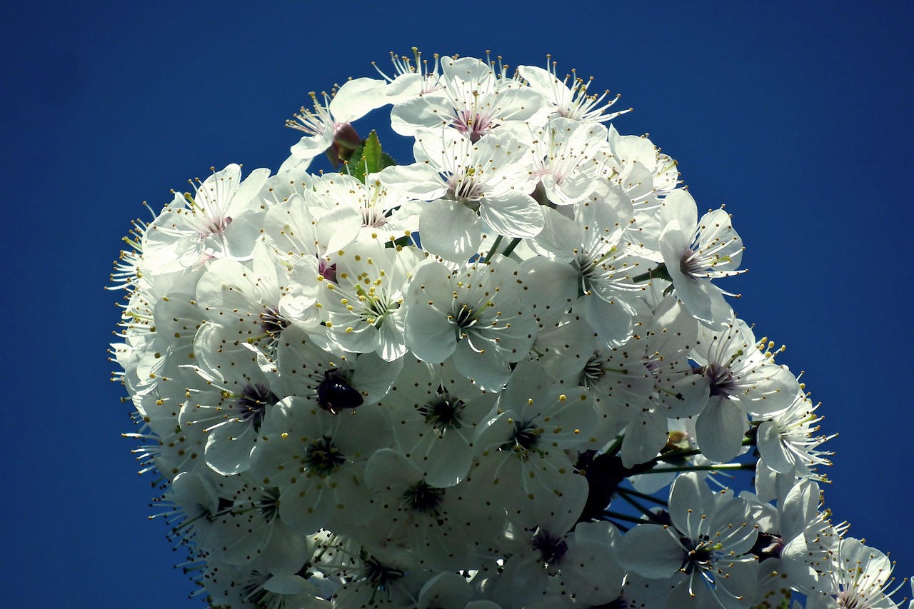 cherry  flowers  tree free photo