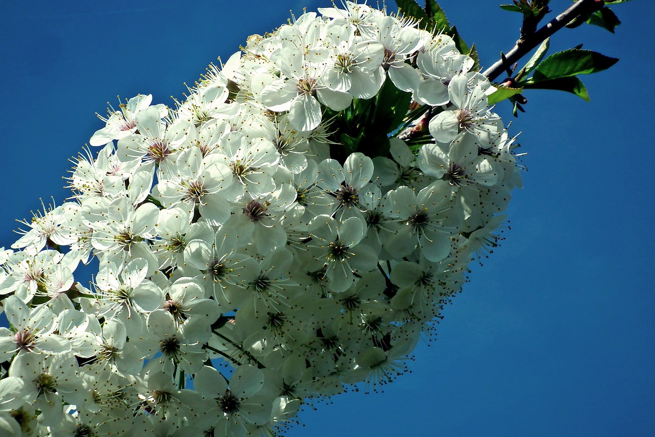 cherry  sprig  flowers free photo