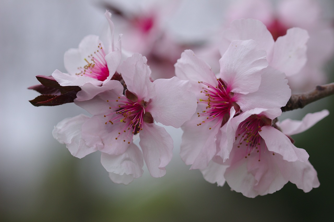 cherry  flower  pink free photo