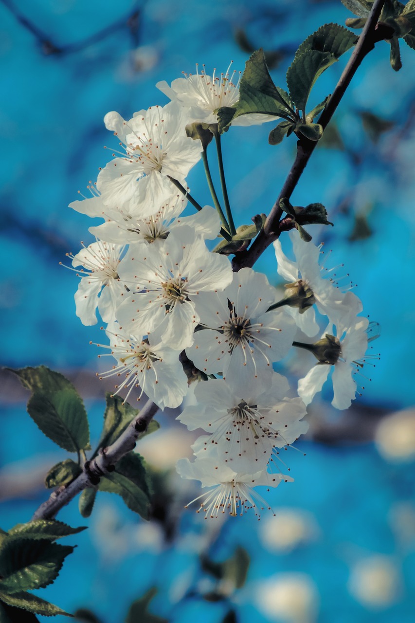 cherry  blossom  spring free photo