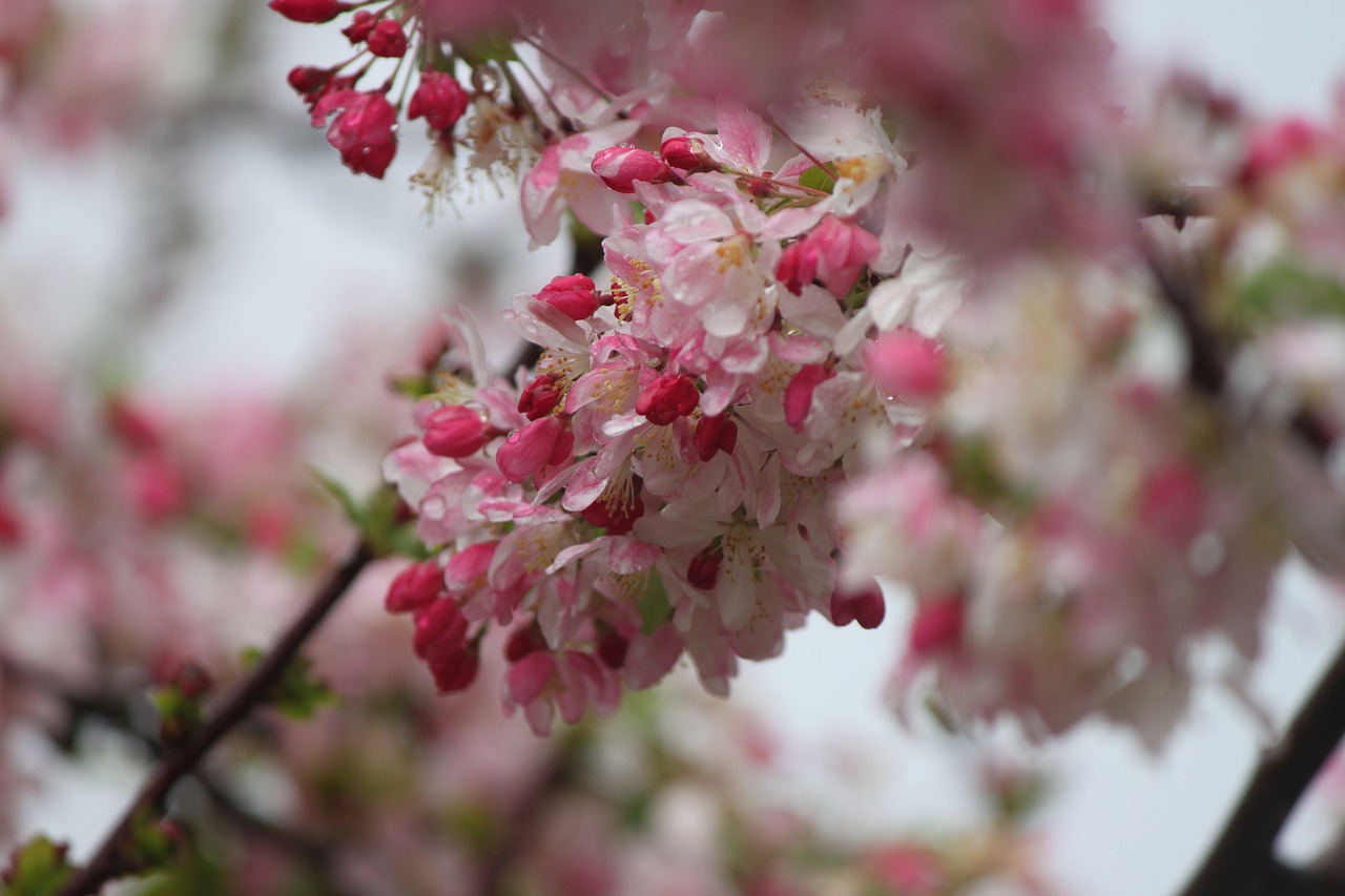 cherry  blossom  tree free photo