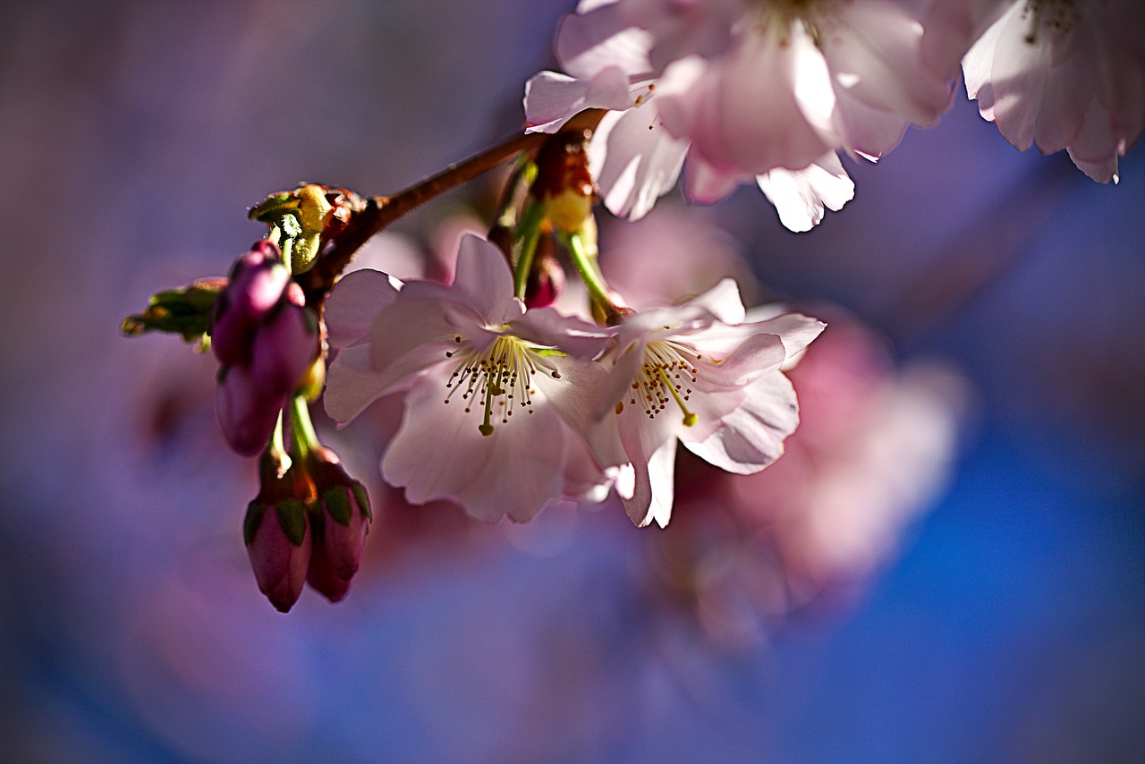 cherry  spring  pink free photo